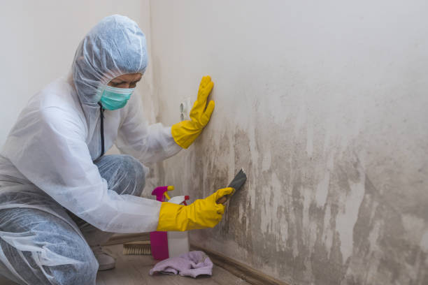 Best Mold Damage Repair  in Cupertino, CA