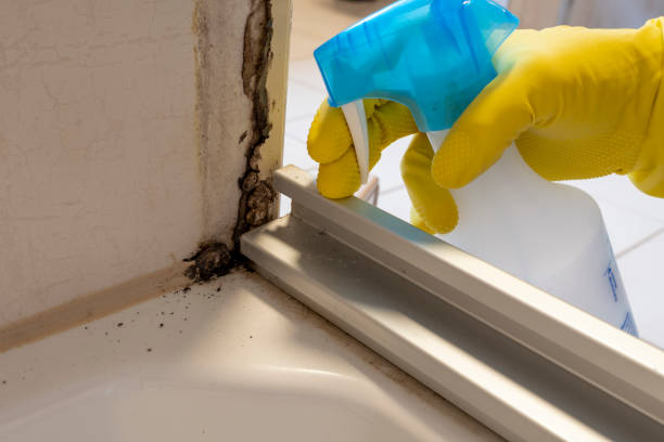 Best Office Mold Removal Services  in Cupertino, CA