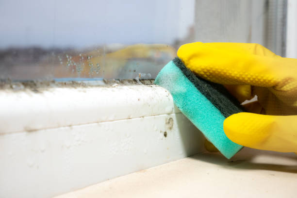 Home Mold Removal in Cupertino, CA