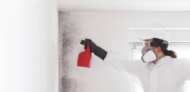 Attic Mold Removal in Cupertino, CA