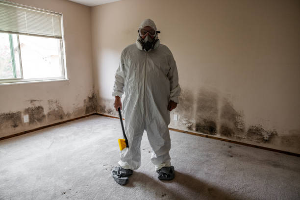 Professional Mold Removal in Cupertino, CA