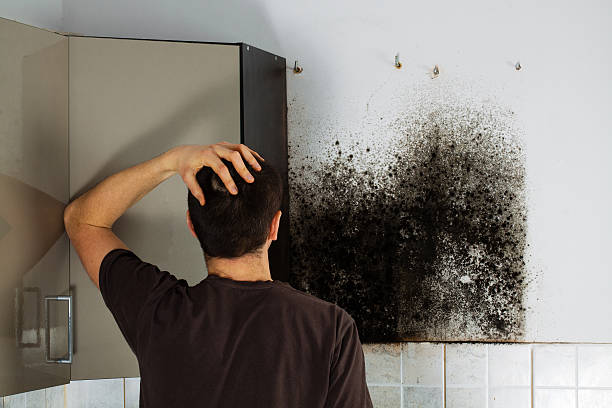 Best Residential Mold Removal  in Cupertino, CA