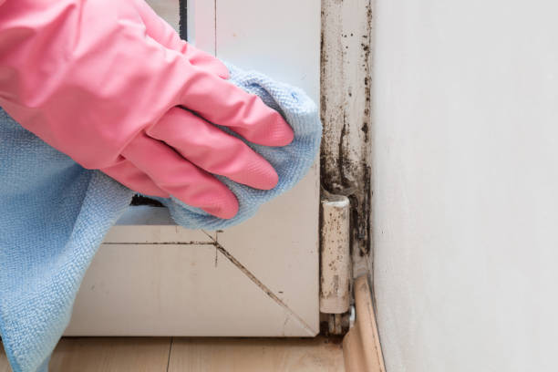 Best Black Mold Removal  in Cupertino, CA